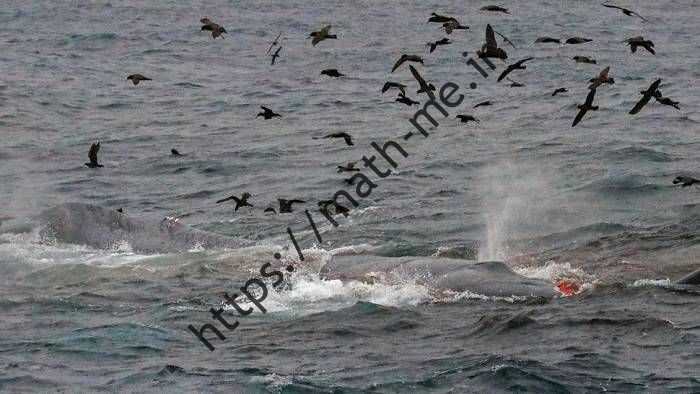 حمله ارکاها یا نهنگ های قاتل به نهنگ آبی در سواحل استرالیا / حمله اورکاها به نهنگ آبی