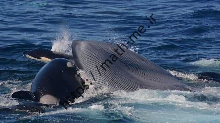 ارکا زبان نهنگ آبی را گاز می گیرد / orca bites tongue of blue whale