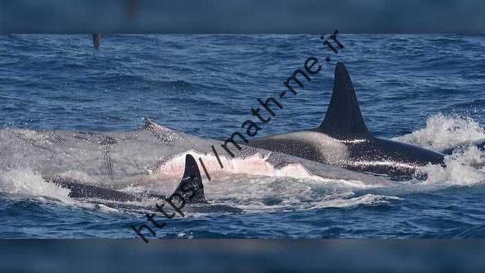 آثار حمله نهنگ قاتل روی بدن نهنگ آبی / blue whale 