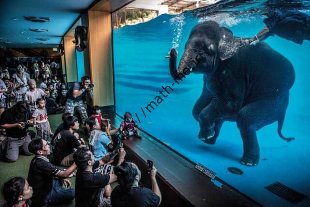 «فیل در اتاق» اثر «آدام آسول» / برنده بخش عکس خبری